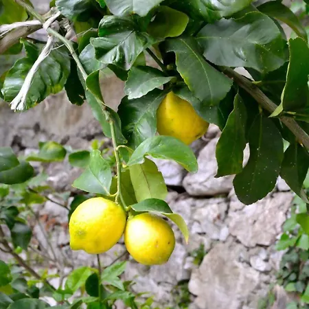 Σπίτι διακοπών Nettuno In Daria A 2 Km Dal Mare Golfo Del Tigullio